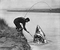Man 'catching' a shark, asi 1910