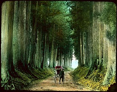 Muž s rikšou na nezpevněné cestě lemované vysokými stromy