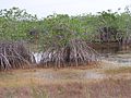 Miniatura para Manglares de la costa de Belice