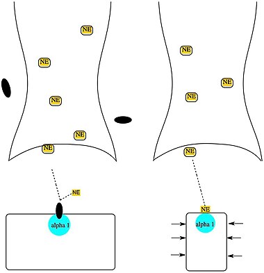 Alpha 1 blockers inhibit norepinephrine (NE) from entering smooth muscles and prevent contraction.