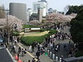 Allentchang: Japanese students taking the Meiji University entrance exam in Tokyo with sakura blossoms.