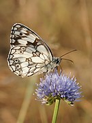 Schachbrettfalter (Melanargia galathea)