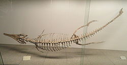 Metriorhynchus jaekeli - Naturmuseum Senckenberg - DSC02182.JPG