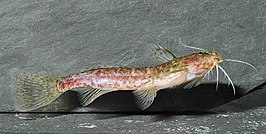 Microsynodontis polli