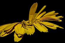 Misumena vatia , femelle ayant adoptée la couleur de la fleur