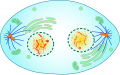 Telofase-schema (mitose)