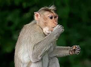 Крабла ашаучу макака (Macaca fascicularis)