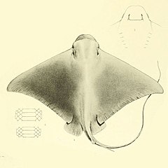 Description de l'image Myliobatis peruvianus GARMAN,1913.jpg.