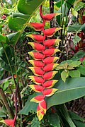 Nabalu Sabah Heliconia-01.jpg