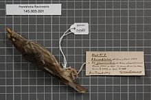 Центр биоразнообразия Naturalis - RMNH.AVES.139388 1 - Humblotia flavirostris Milne-Edwards and Oustalet, 1885 - Muscicapidae - образец кожи птицы.