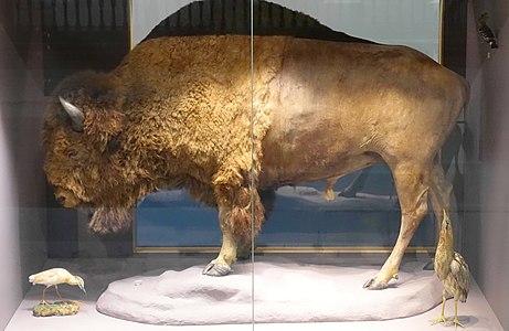 Newcastle bison (Great North Museum: Hancock, Newcastle upon Tyne).