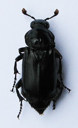 Juodasis duobkasys (Nicrophorus humator)