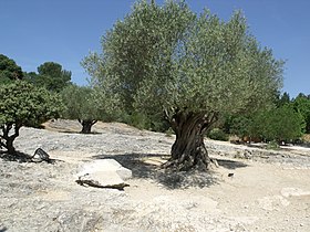 Image illustrative de l’article Olive de Nîmes