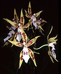 Miniatura para Odontoglossum constrictum