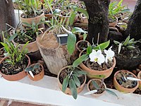 Orquídeas en el vivero de Margaret Mee del Jardín Botánico de Brasilia