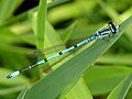 Coenagrion puella