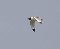 Чайка Палласа (Larus ichthyaetus) W IMG 6665.jpg