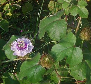 Passiflora foetida