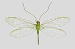 Peyerimhoffina gracilis – Specimen