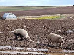 English: Pigs and Daffodils Pig farm and Daffo...