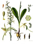 Platanthera bifolia — Любка двулистная