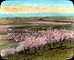 Prune Orchard near Santa Clara, California (3655751146).jpg
