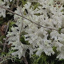 Delicate, white net-like lichen with a mesh of interconnecting loops over a dark forest floor background.