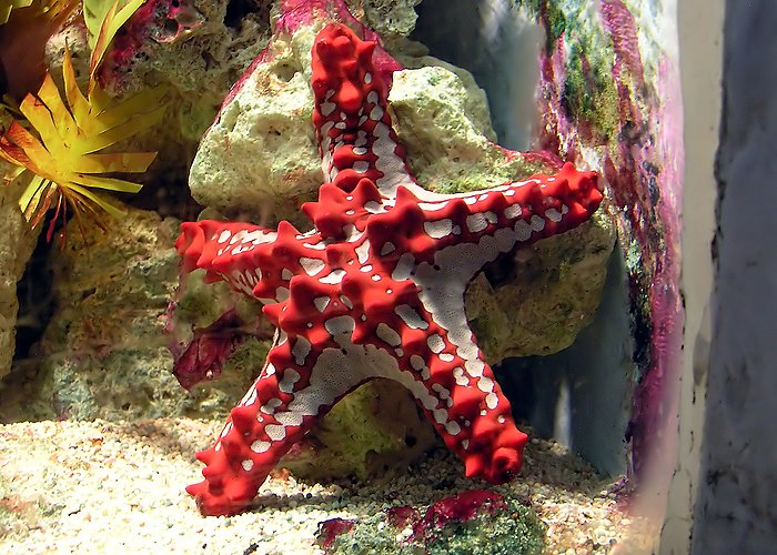 Красношипая Морская звезда (Protoreaster linckii) в Бристольском зооаквариуме (Бристоль, Англия)