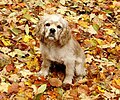 American Cocker Spaniel (Still on WP 2008-02-08)