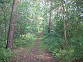 Ruhland, Alte Neuländer (alter Flurname), hier Waldstück parallel zur Theodor Schmidt-Straße, Waldweg von der Hermsdorfer Straße nach Ostnordost