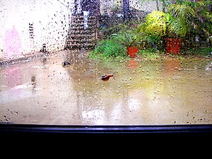 English: A snail on a rainy window