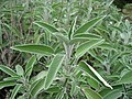 Echte salie (Salvia officinalis)