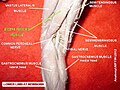 Biceps femoris