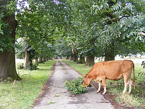 English: Snacking on a Tree, near to Everton, ...