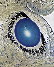 Light micrograph of a section through a snail's eye (Helix pomatia). 1 anterior chamber, 2 lens in the posterior chamber, 3 retina, 4 optic nerve Snail 02.jpg