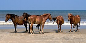 Cinq chevaux des Outer Banks à Corolla