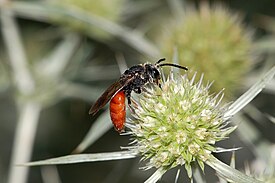 Sphecodes albilabris