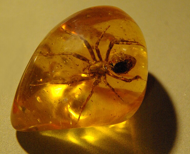 File:Spider in amber (1).jpg