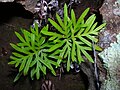 Doryopteris decipiens