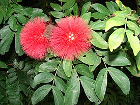 Boliviankalliandra (Calliandra haematocephala)