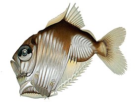 Прозрачная рыба-топорик