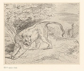 Тигр в ловушке, единственная клише-верр Эжена Делакруа, 1854 год. Обычно печатается зеркально.