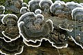 Trametes.versicolor.-.lindsey.jpg