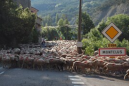 Schaapskudde bij Montclus