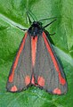 Ist dieser Schmetterling wirklich ein Zygaena purpuralis?