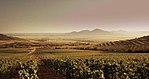 Vineyards, hills in the background