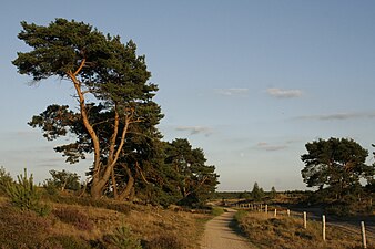 Groote Heide