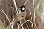 Белоухий бульбуль (Pycnonotus leucotis mesopotamia) Jordan.jpg