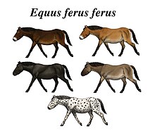 Reconstruction of possible ancestral coat colors. Wild horse reconstruction.jpg
