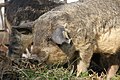 Junger Mangalica Eber